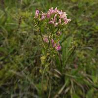 Centaurium erythraea image