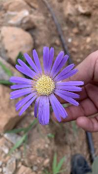 Onoseris speciosa image