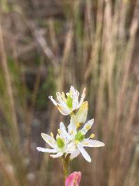 Harperocallis falcata image