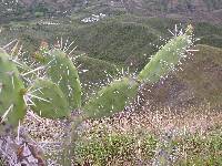 Opuntia quitensis image