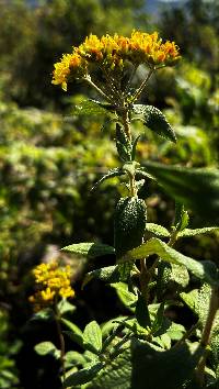 Cacosmia rugosa image