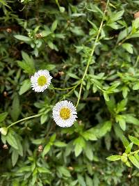 Erigeron karvinskianus image