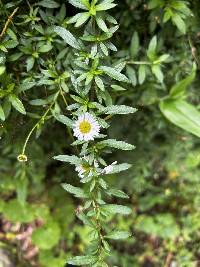 Erigeron karvinskianus image