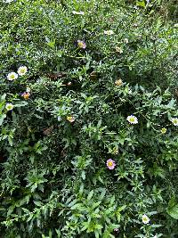 Erigeron karvinskianus image