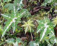 Begonia acerifolia image