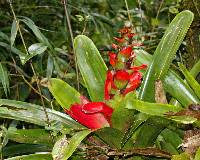 Guzmania gloriosa image