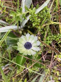 Eryngium humile image