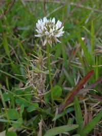 Trifolium repens image