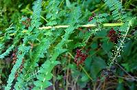 Coriaria ruscifolia image