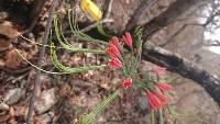 Eucrosia eucrosioides image