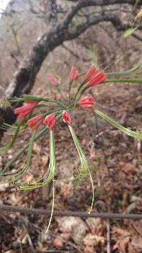 Image of Eucrosia eucrosioides