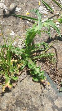 Sonchus asper image