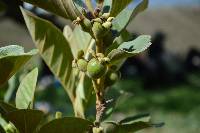 Psidium guineense image