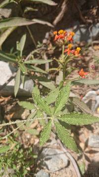 Asclepias curassavica image