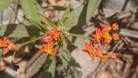 Asclepias curassavica image