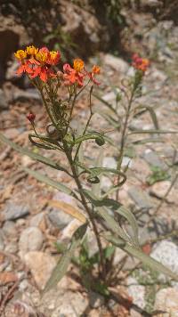 Asclepias curassavica image