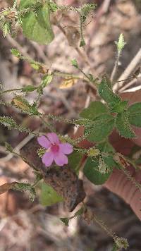 Ruellia floribunda image