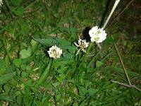 Trifolium repens image