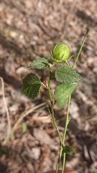 Image of Hibiscus phoeniceus