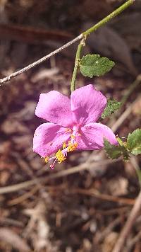 Hibiscus phoeniceus image