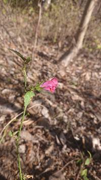 Hibiscus phoeniceus image