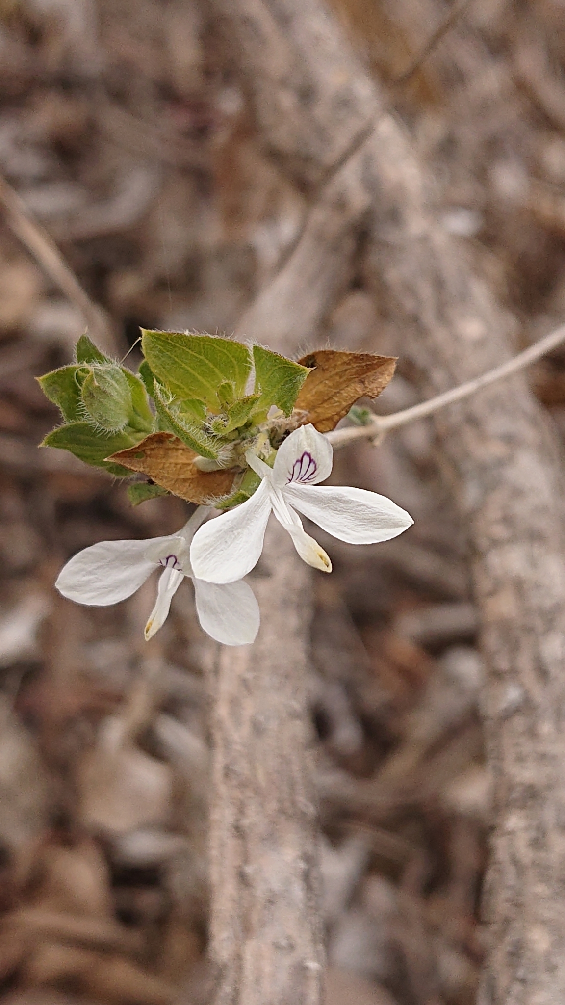 Tetramerium nervosum image