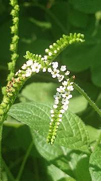 Image of Heliotropium angiospermum