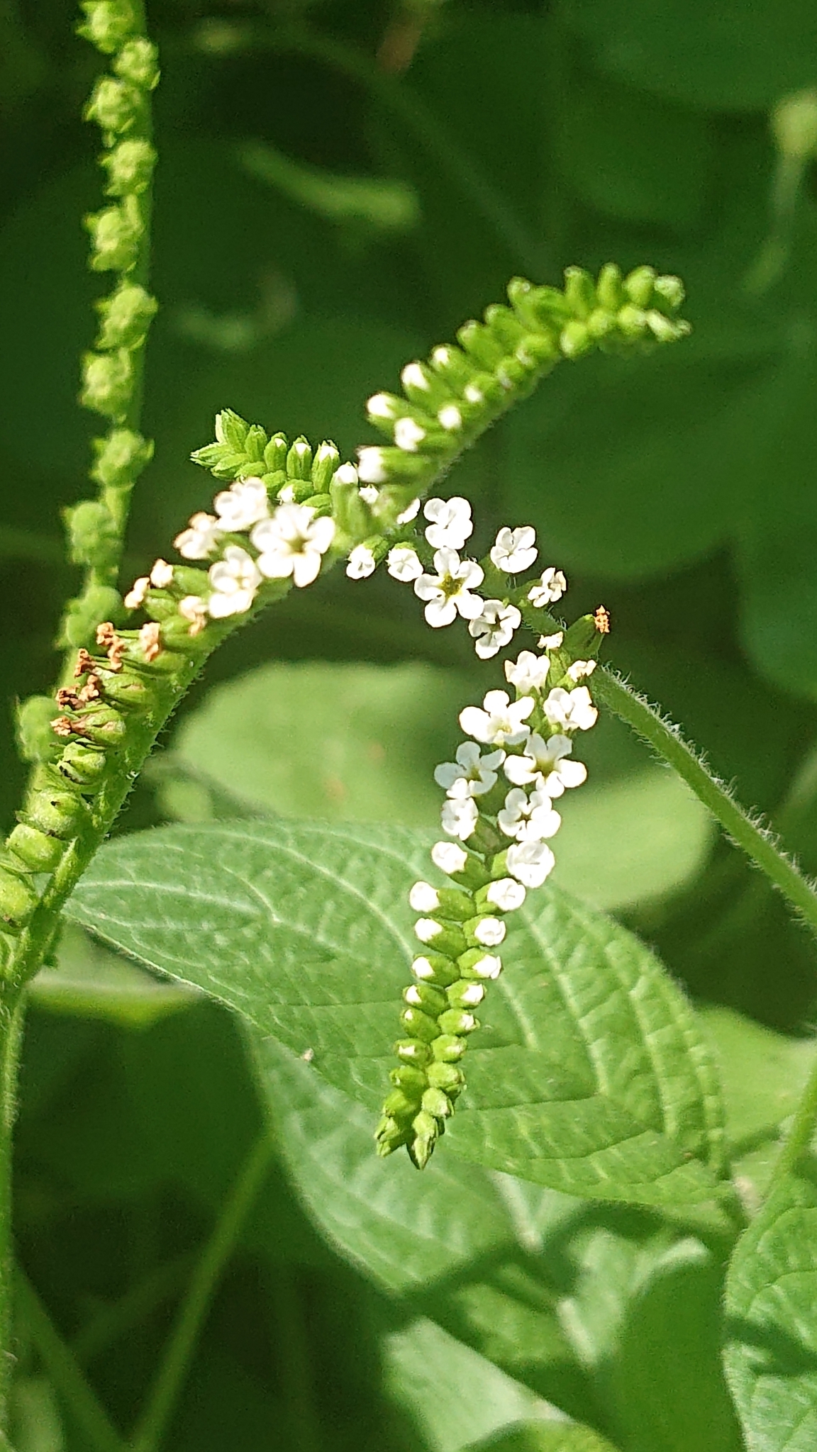 Heliotropium angiospermum image