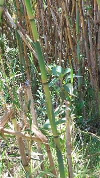 Image of Arundo donax