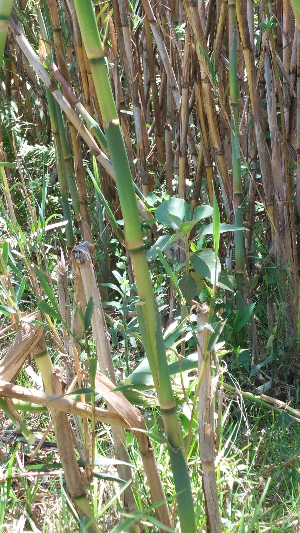 Arundo image