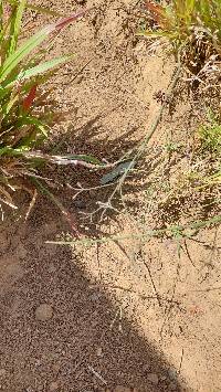 Image of Verbena litoralis