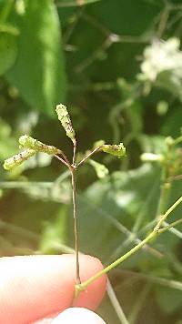 Commicarpus tuberosus image