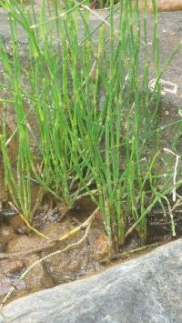 Image of Equisetum bogotense