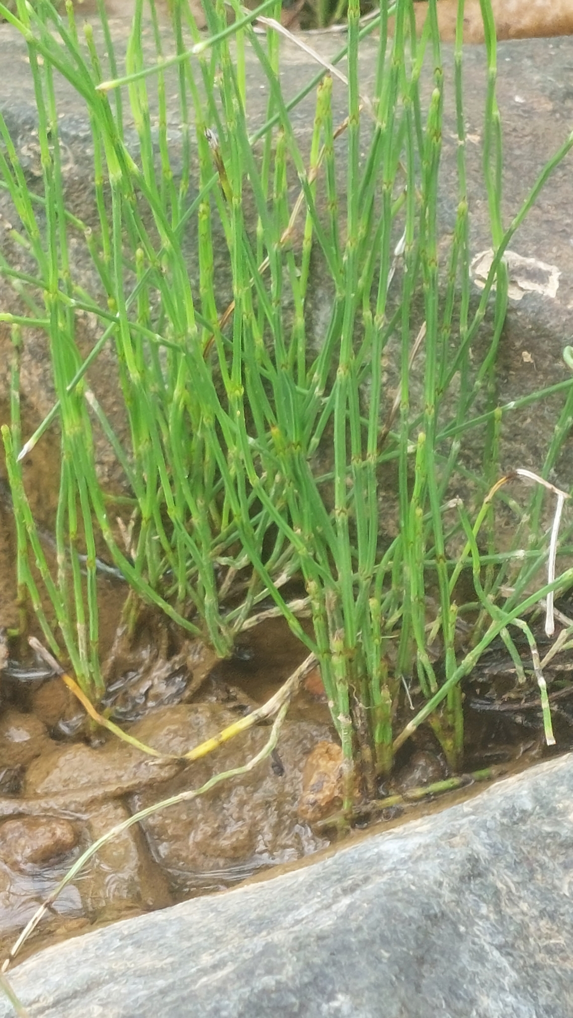 Equisetum image