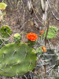 Opuntia quitensis image