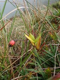 Bomarea brachysepala image