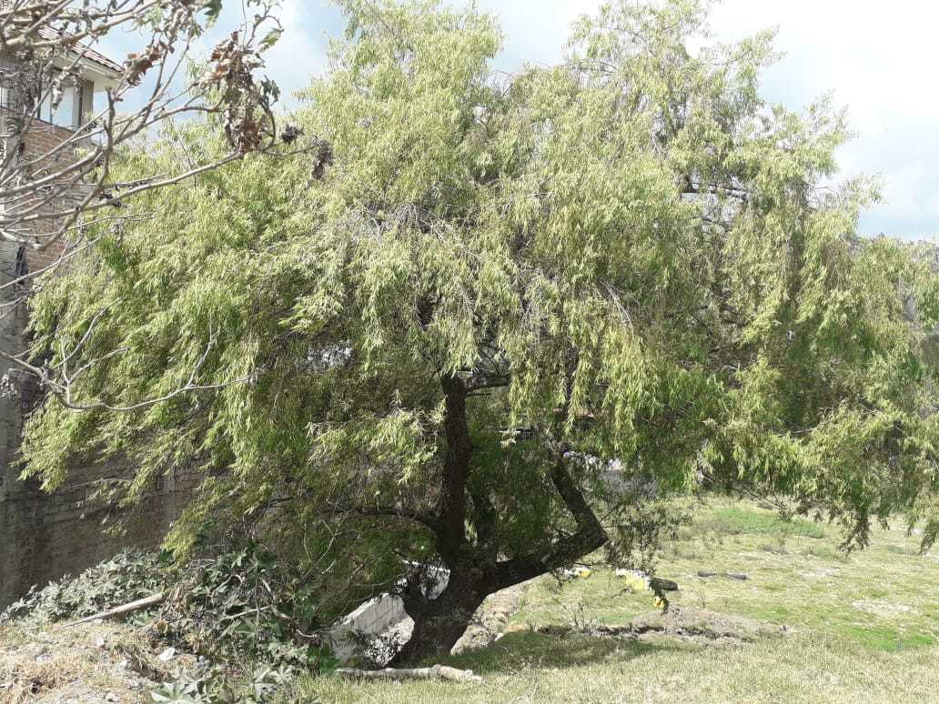 Salix humboldtiana image