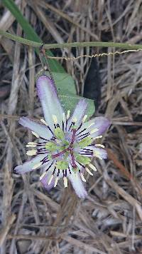 Image of Passiflora punctata