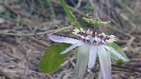 Passiflora punctata image