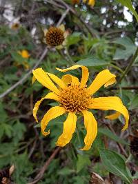 Tithonia diversifolia image