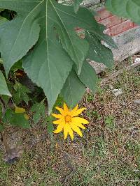 Tithonia diversifolia image