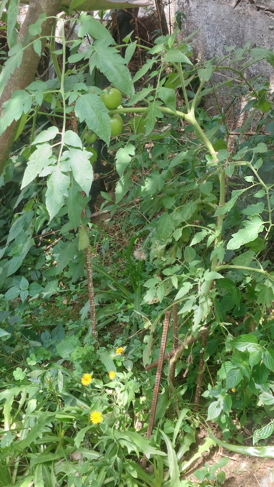 Solanum lycopersicum image