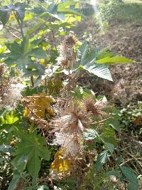 Ricinus communis image