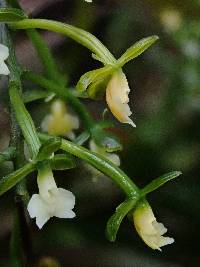 Epidendrum parviflorum image