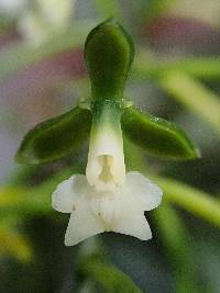 Epidendrum parviflorum image