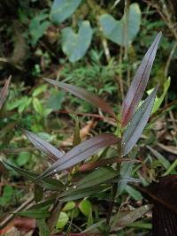 Epidendrum parviflorum image