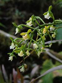 Epidendrum parviflorum image