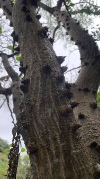 Erythrina velutina image