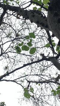 Erythrina velutina image