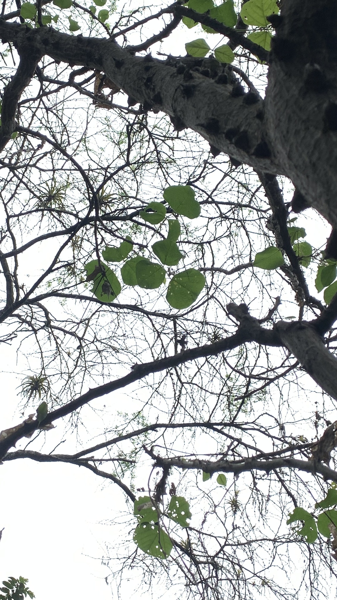 Erythrina velutina image